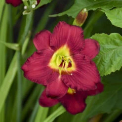 'Pardon Me' Daylily 8 'Pardon Me' Daylily -Garden Plants Store aec67857338f32b0b78ea7cd5cb76e30