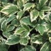 Variegated Bishop's Weed 1 Variegated Bishop's Weed -Garden Plants Store aegopodium variegatum bishops weed 1 sw
