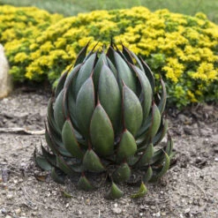 Mad About Mangave® 'Praying Hands' Mangave 7 Mad About Mangave® 'Praying Hands' Mangave -Garden Plants Store afbb6542cb79ae203ddfc72e4d86b703