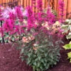 'Morello' Hummingbird Mint -Garden Plants Store agastache morello 1 P