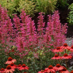 'Morello' Hummingbird Mint 7 'Morello' Hummingbird Mint -Garden Plants Store agastache morello 3 P