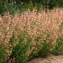 Meant To Bee™ Queen Nectarine Hummingbird Mint -Garden Plants Store agastache queen nectarine