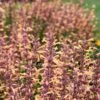 Meant To Beeâ„¢ Queen Nectarine Hummingbird Mint 2 Meant To Beeâ„¢ Queen Nectarine Hummingbird Mint -Garden Plants Store agastache queen nectarine apj21 1