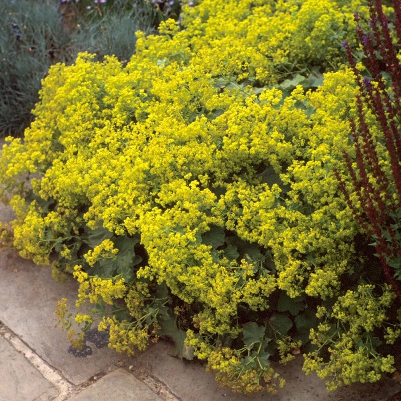 Lady's Mantle 4 Lady's Mantle - Image 2