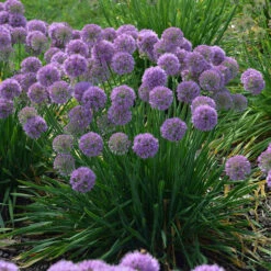 'Serendipity' Allium 10 'Serendipity' Allium -Garden Plants Store allium serendipity german garlic 1 P