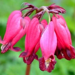 Garden Plants Store -Garden Plants Store amore rose bleeding heart dicentra 2