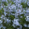 Threadleaf Bluestar 2 Threadleaf Bluestar -Garden Plants Store amsonia hubrichtii bluestar 1