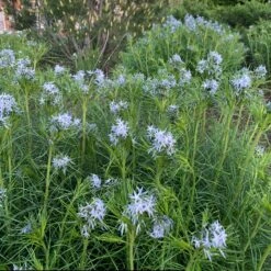 Threadleaf Bluestar -Garden Plants Store amsonia hubrichtii bluestar 10