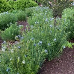 Threadleaf Bluestar -Garden Plants Store amsonia hubrichtii bluestar 11