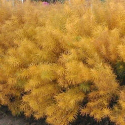 Threadleaf Bluestar -Garden Plants Store amsonia hubrichtii bluestar 2