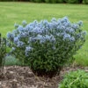 'Storm Cloud' Bluestar -Garden Plants Store amsonia tabernaemontana storm cloud bluestar 1
