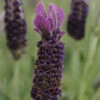 Anouk Supreme Spanish Lavender -Garden Plants Store anouk supreme spanish lavender
