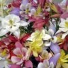 'Biedermeier Mix' Columbine -Garden Plants Store aquilegia biedermeier mix columbine 1 sw