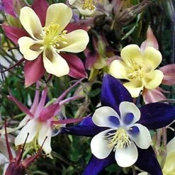 'Biedermeier Mix' Columbine 9 'Biedermeier Mix' Columbine -Garden Plants Store aquilegia biedermeier mix columbine 4 square sw