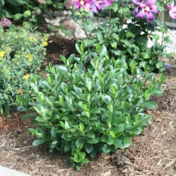 Low Scape Mound® Aronia 12 Low Scape Mound® Aronia -Garden Plants Store aronia low scape mound 5