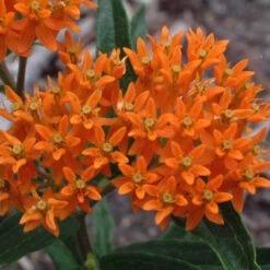 Orange Milkweed -Garden Plants Store asclepias tuberosa butterfly weed 1