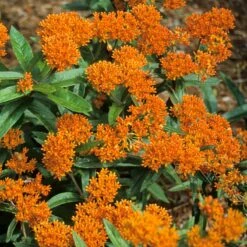 Butterfly Garden Collection -Garden Plants Store asclepias tuberosa butterfly weed 2 394d21bb 215f 4992 9901 1ddc40f3a271