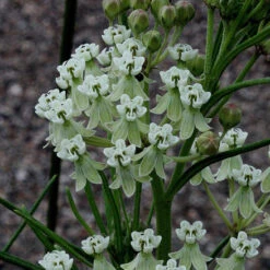 Whorled Milkweed -Garden Plants Store asclepias verticillata whorled milkweed 6