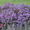 Kickin® 'Lilac Blue' New England Aster 1 Kickin® 'Lilac Blue' New England Aster -Garden Plants Store aster kickin lilac blue 1