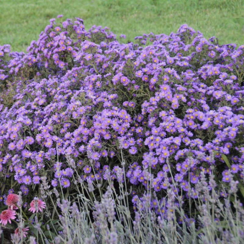 Kickin® 'Lilac Blue' New England Aster 3 Kickin® 'Lilac Blue' New England Aster