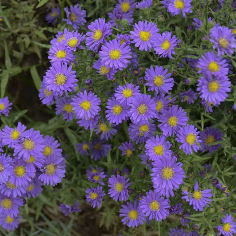 Kickin® 'Lilac Blue' New England Aster 4 Kickin® 'Lilac Blue' New England Aster - Image 2