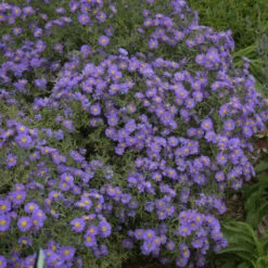 Kickin® 'Lilac Blue' New England Aster 7 Kickin® 'Lilac Blue' New England Aster -Garden Plants Store aster kickin lilac blue 3