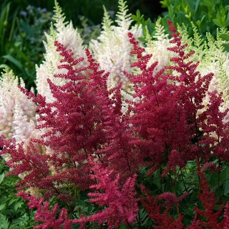Red Astilbe 3 Red Astilbe
