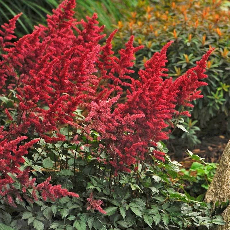 Red Astilbe 4 Red Astilbe - Image 2