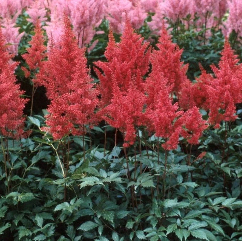 Red Astilbe 6 Red Astilbe - Image 4