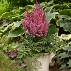 'Little Vision In Pink' Astilbe 7 'Little Vision In Pink' Astilbe -Garden Plants Store astilbe little vision pink 3
