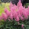 Pink Astilbe 1 Pink Astilbe -Garden Plants Store astilbe pink 1
