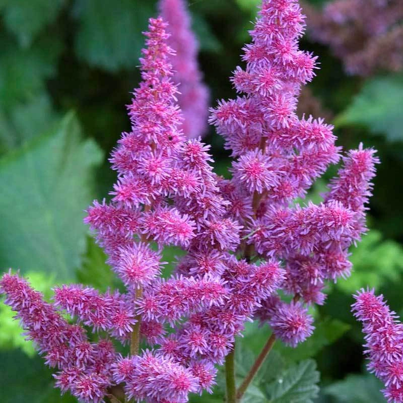 'Visions' Astilbe 5 'Visions' Astilbe - Image 3