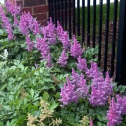 'Visions' Astilbe 11 'Visions' Astilbe -Garden Plants Store astilbe visions false spirea 3