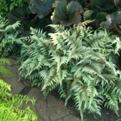 Japanese Painted Fern 11 Japanese Painted Fern -Garden Plants Store athyrium nipponicum pictum 1