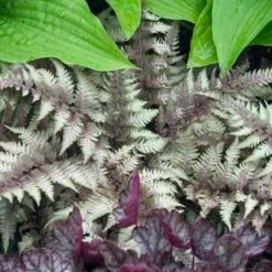Japanese Painted Fern 9 Japanese Painted Fern -Garden Plants Store athyrium nipponicum pictum 2