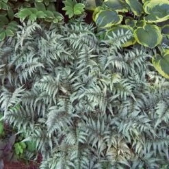 Japanese Painted Fern 10 Japanese Painted Fern -Garden Plants Store athyrium nipponicum pictum 3