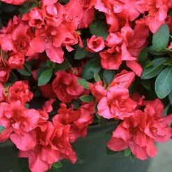 Bloom-A-Thon® Red Reblooming Azalea