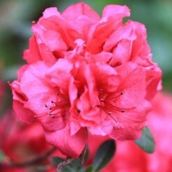 Bloom-A-Thon® Red Reblooming Azalea -Garden Plants Store azalea bloom a thon red 2 P a3a650ef 60b6 43d6 8922 c6627ee661cd sw