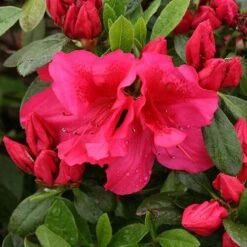 Bloom-A-Thon® Red Reblooming Azalea -Garden Plants Store azalea bloom a thon red 3 P 7a692c2a 10e4 42fd baf7 7af3cfd75363 sw