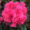 Perfecto Mundo® Double Dark Pink Reblooming Azalea -Garden Plants Store azalea perfecto mundo double dark pink 1