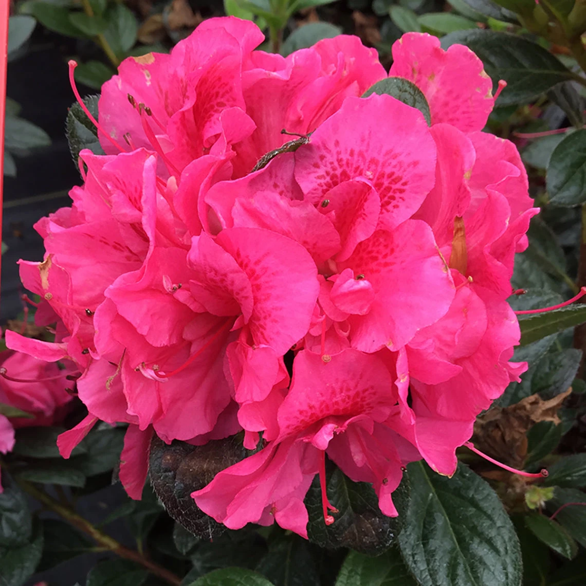 Perfecto Mundo® Double Dark Pink Reblooming Azalea 3 Perfecto Mundo® Double Dark Pink Reblooming Azalea