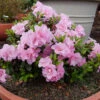 Perfecto Mundo® Double Pink Reblooming Azalea 2 Perfecto Mundo® Double Pink Reblooming Azalea -Garden Plants Store azalea perfecto mundo double pink 1 P