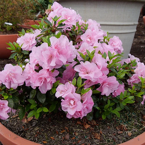 Perfecto Mundo® Double Pink Reblooming Azalea 3 Perfecto Mundo® Double Pink Reblooming Azalea