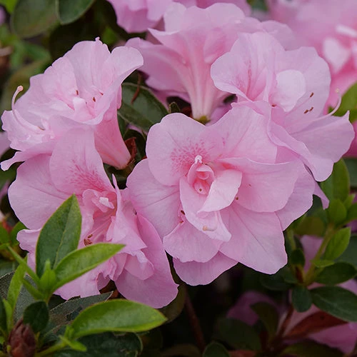 Perfecto Mundo® Double Pink Reblooming Azalea 6 Perfecto Mundo® Double Pink Reblooming Azalea - Image 4