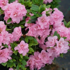 Perfecto Mundo® Double Pink Reblooming Azalea 13 Perfecto Mundo® Double Pink Reblooming Azalea -Garden Plants Store azalea perfecto mundo double pink 3 P