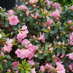 Perfecto Mundo® Double Pink Reblooming Azalea 14 Perfecto Mundo® Double Pink Reblooming Azalea -Garden Plants Store azalea perfecto mundo double pink 4 P