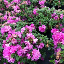 Perfecto Mundo® Double Purple Reblooming Azalea -Garden Plants Store azalea perfecto mundo double purple 1 P