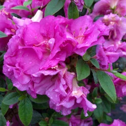Perfecto Mundo® Double Purple Reblooming Azalea -Garden Plants Store azalea perfecto mundo double purple 2 P