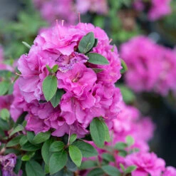 Perfecto Mundo® Double Purple Reblooming Azalea -Garden Plants Store azalea perfecto mundo double purple 3 P