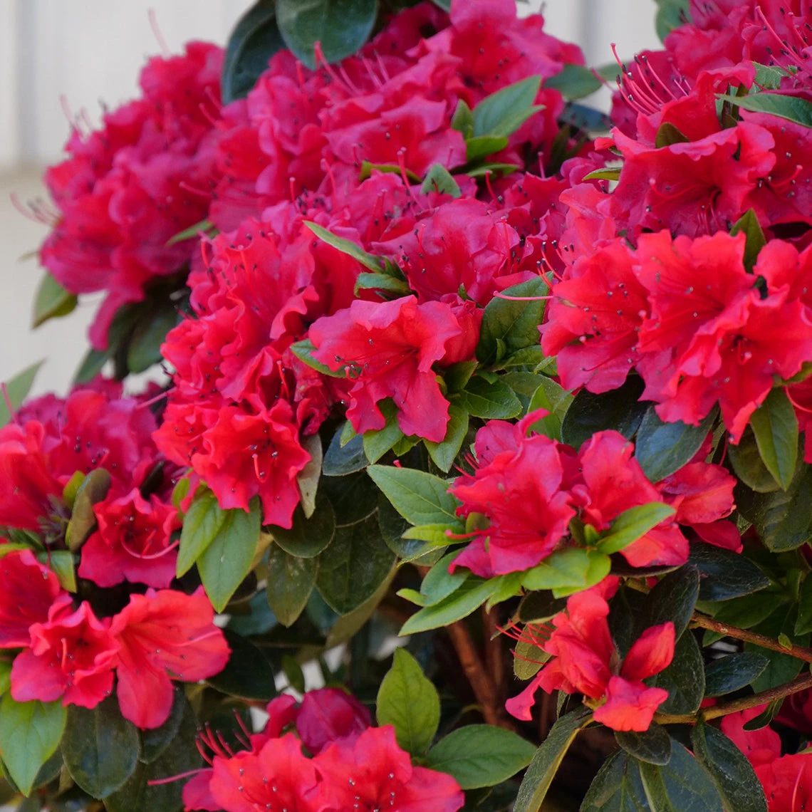 Perfecto Mundo® Red Reblooming Azalea 7 Perfecto Mundo® Red Reblooming Azalea - Image 5